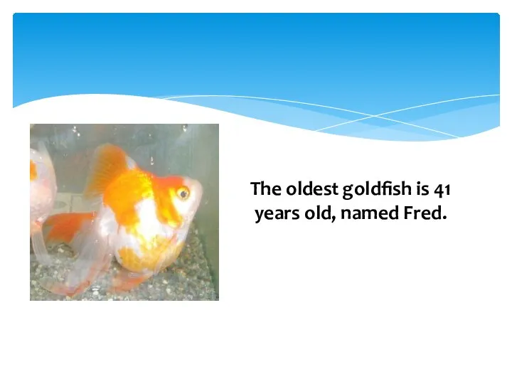 The oldest goldfish is 41 years old, named Fred.