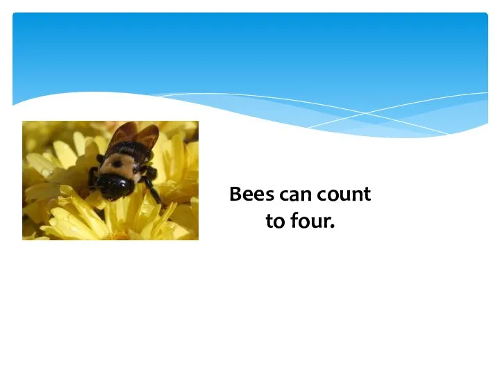 Bees can count to four.