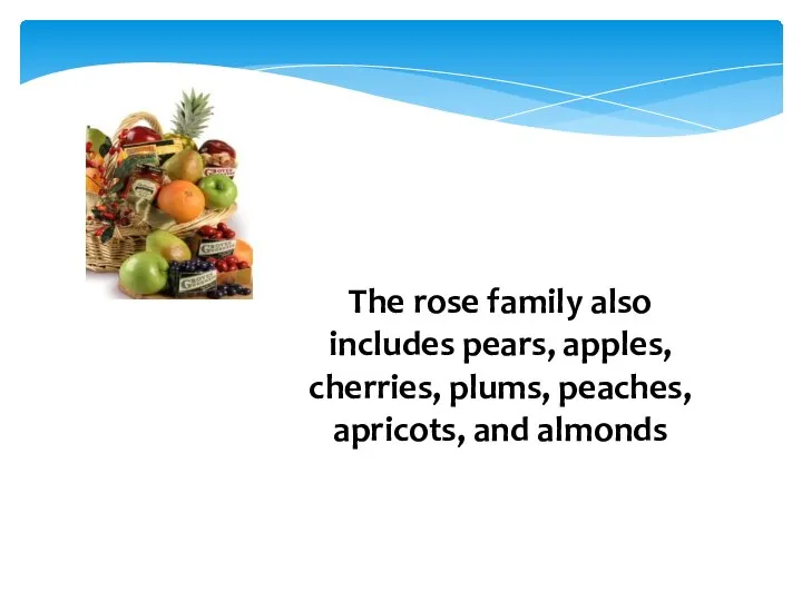 The rose family also includes pears, apples, cherries, plums, peaches, apricots, and almonds