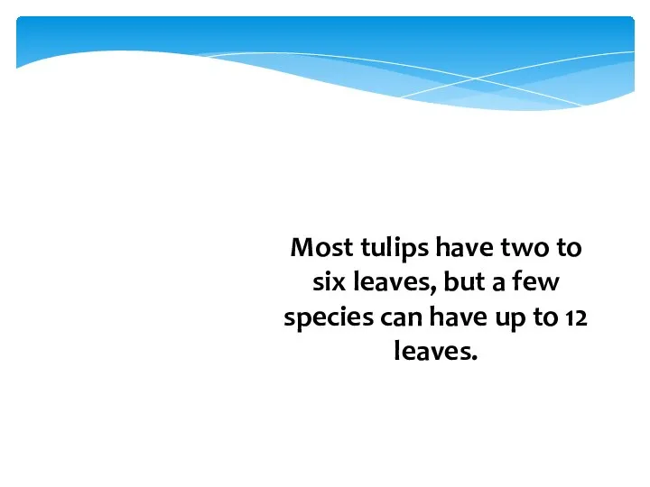 Most tulips have two to six leaves, but a few species can