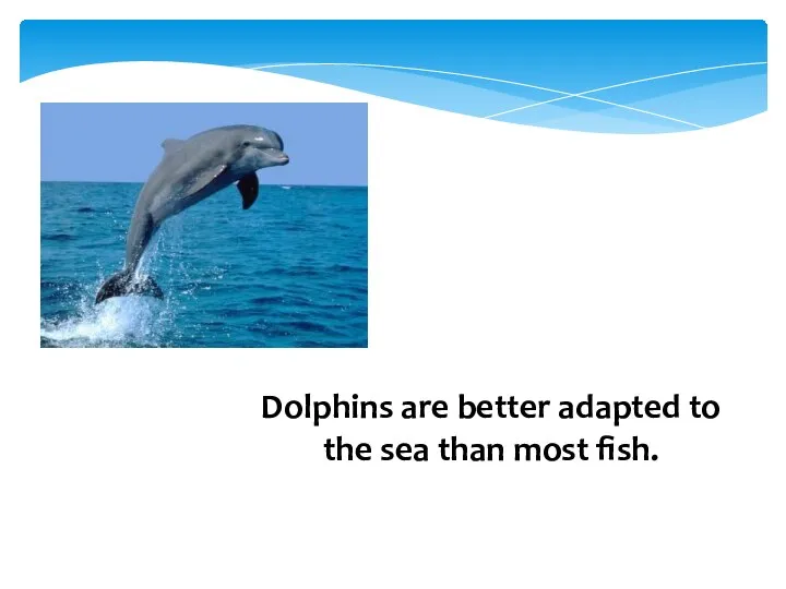 Dolphins are better adapted to the sea than most fish.