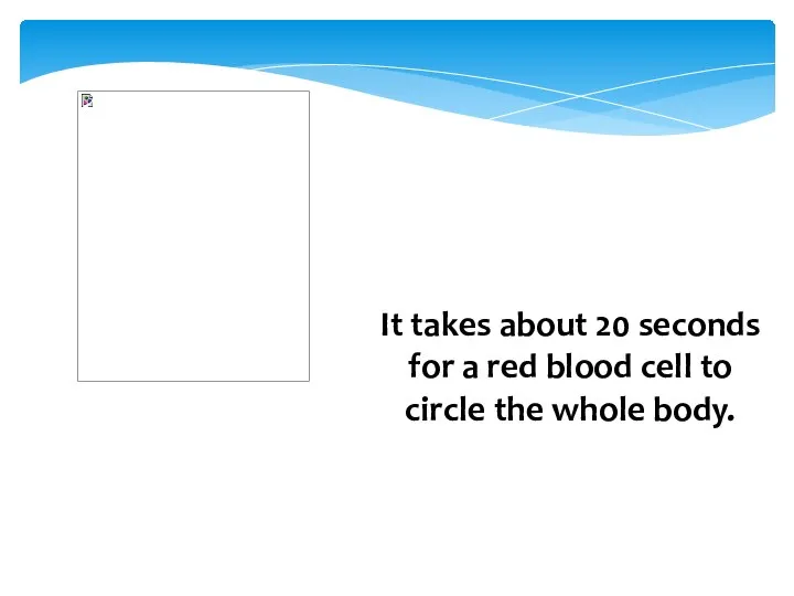 It takes about 20 seconds for a red blood cell to circle the whole body.