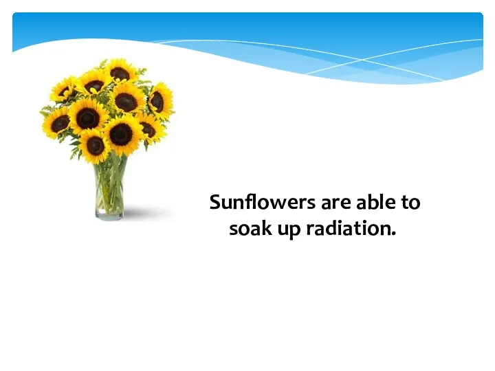 Sunflowers are able to soak up radiation.