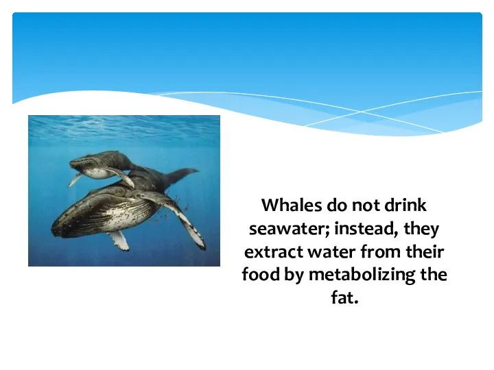 Whales do not drink seawater; instead, they extract water from their food by metabolizing the fat.