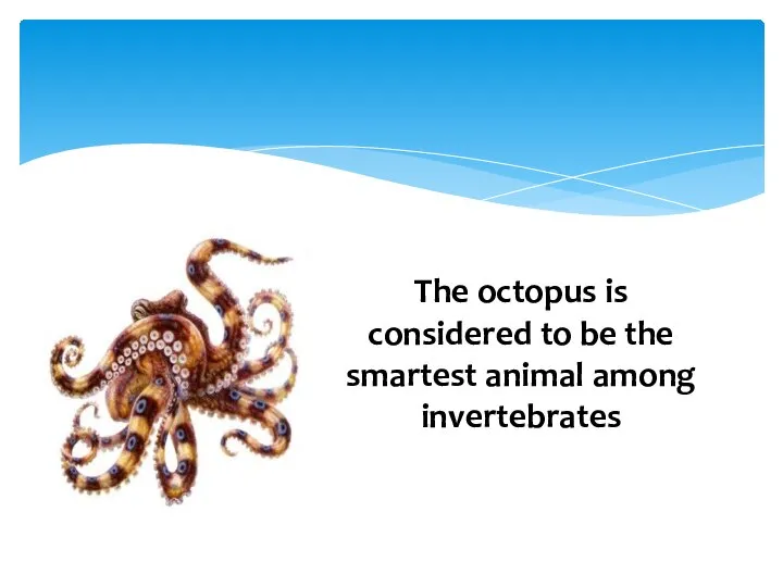 The octopus is considered to be the smartest animal among invertebrates