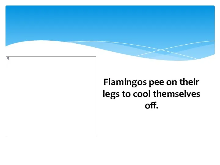 Flamingos pee on their legs to cool themselves off.