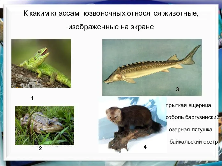К каким классам позвоночных относятся животные, изображенные на экране озерная лягушка прыткая