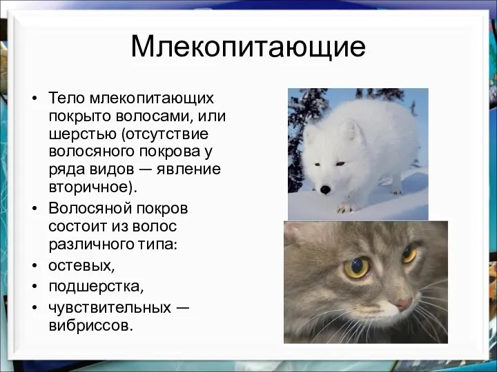 Млекопитающие Тело млекопитающих покрыто волосами, или шерстью (отсутствие волосяного покрова у ряда