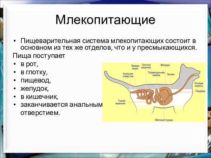 Млекопитающие Пищеварительная система млекопитающих состоит в основном из тех же отделов, что