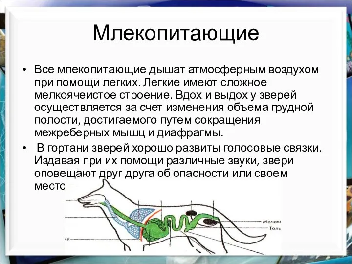 Млекопитающие Все млекопитающие дышат атмосферным воздухом при помощи легких. Легкие имеют сложное