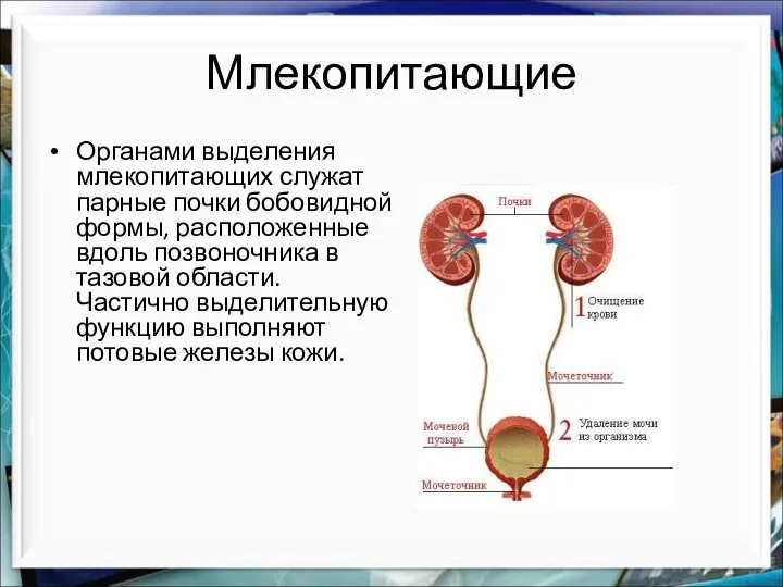 Млекопитающие Органами выделения млекопитающих служат парные почки бобовидной формы, расположенные вдоль позвоночника