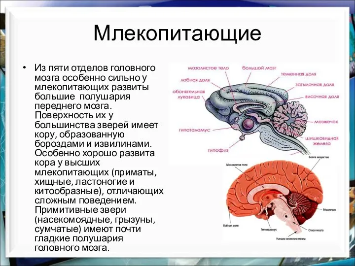 Млекопитающие Из пяти отделов головного мозга особенно сильно у млекопитающих развиты большие