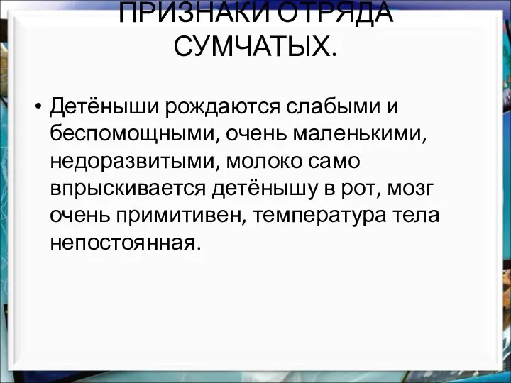 ПРИЗНАКИ ОТРЯДА СУМЧАТЫХ. Детёныши рождаются слабыми и беспомощными, очень маленькими, недоразвитыми, молоко