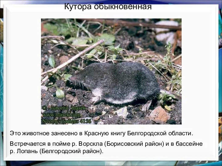 Кутора обыкновенная Это животное занесено в Красную книгу Белгородской области. Встречается в