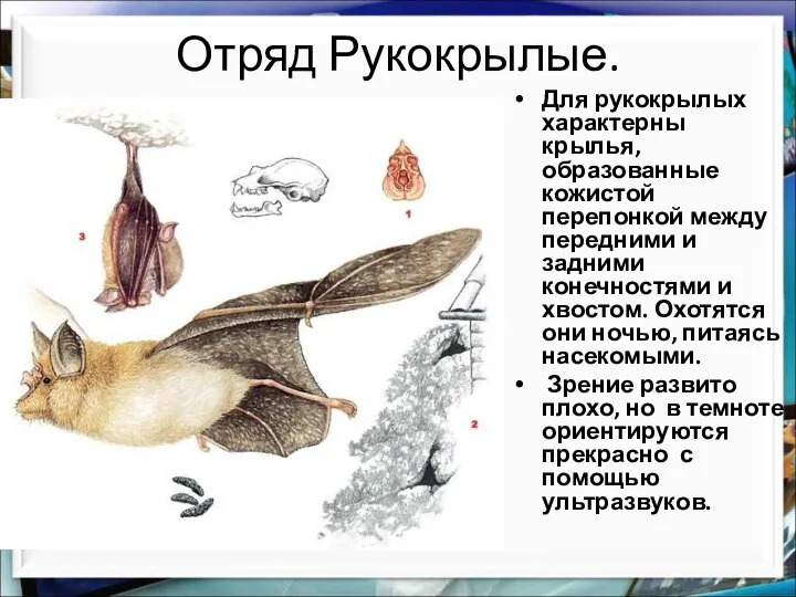 Отряд Рукокрылые. Для рукокрылых характерны крылья, образованные кожистой перепонкой между передними и