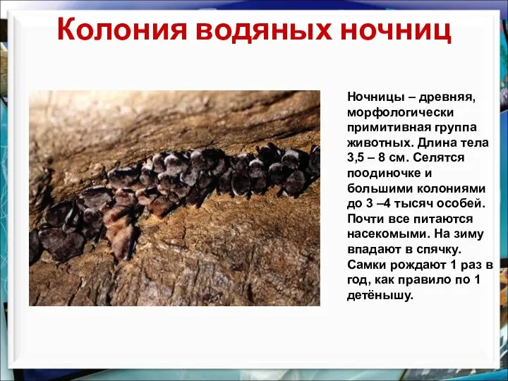 Колония водяных ночниц Ночницы – древняя, морфологически примитивная группа животных. Длина тела
