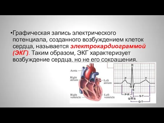 Графическая запись электрического потенциала, созданного возбуждением клеток сердца, называется электрокардиограммой (ЭКГ). Таким