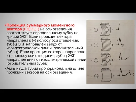 Проекция суммарного моментного вектора (P,Q,R,S,T) на ось отведения соответствует определенному зубцу на