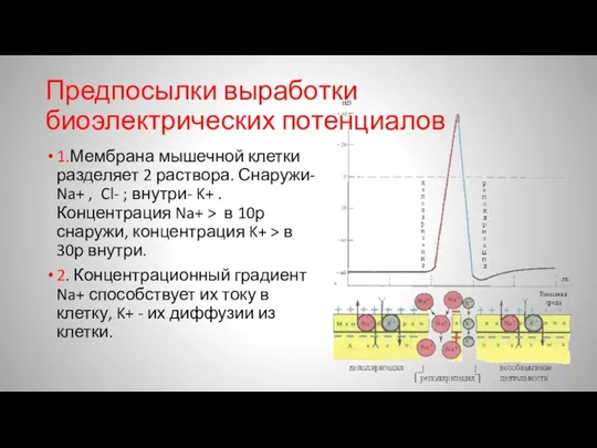 Предпосылки выработки биоэлектрических потенциалов 1.Мембрана мышечной клетки разделяет 2 раствора. Снаружи- Na+