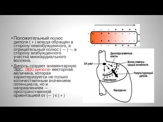 Положительный полюс диполя ( + ) всегда обращен в сторону невозбужденного, а