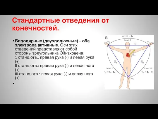 Стандартные отведения от конечностей. Биполярные (двухполюсные) – оба электрода активные. Оси этих