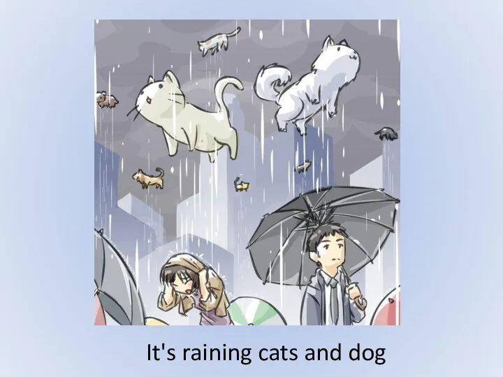 It's raining cats and dog