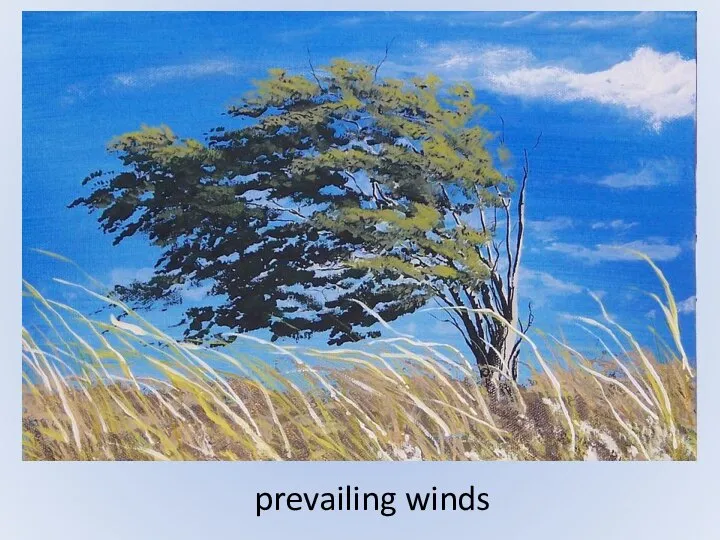 prevailing winds