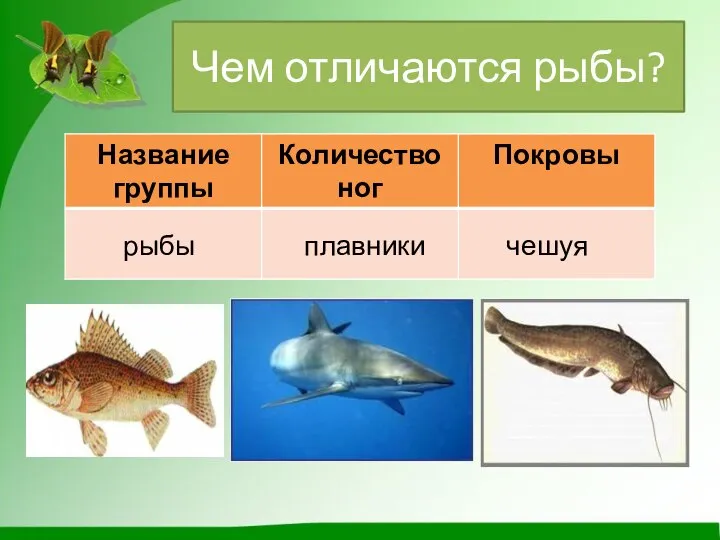 Чем отличаются рыбы? рыбы плавники чешуя