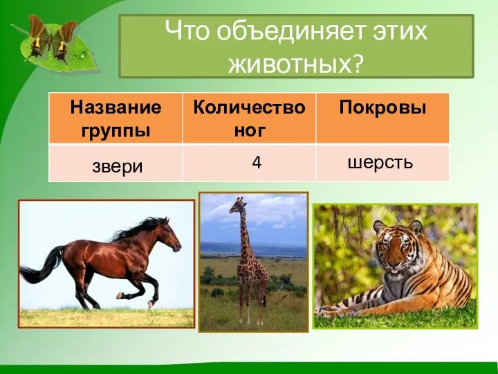 Что объединяет этих животных? звери 4 шерсть