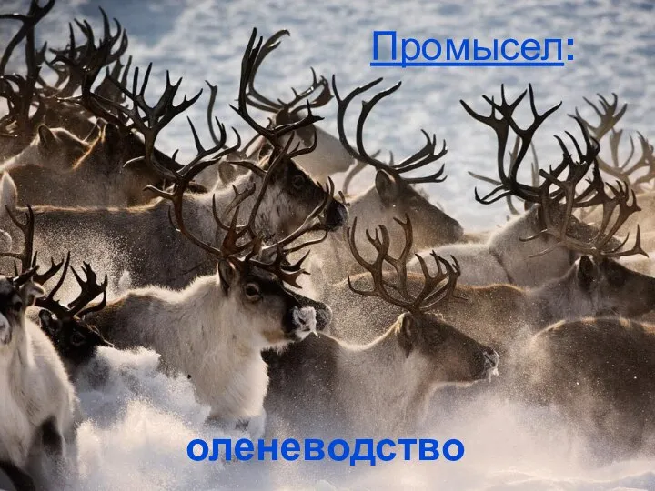 оленеводство Промысел: