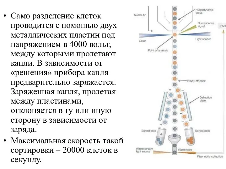 Само разделение клеток проводится с помощью двух металлических пластин под напряжением в