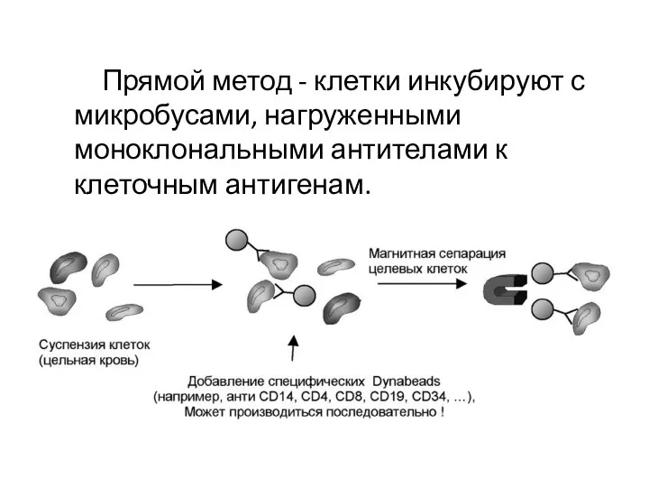 Прямой метод - клетки инкубируют с микробусами, нагруженными моноклональными антителами к клеточным антигенам.