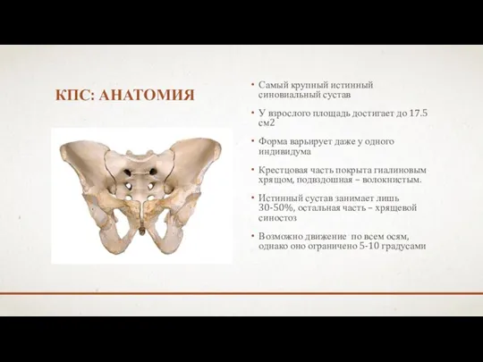 КПС: АНАТОМИЯ Самый крупный истинный синовиальный сустав У взрослого площадь достигает до