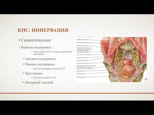 КПС: ИННЕРВАЦИЯ Симпатическая Верхнее подчревное Симп. нервы T10-L2 + ветви аортального сплетениия.