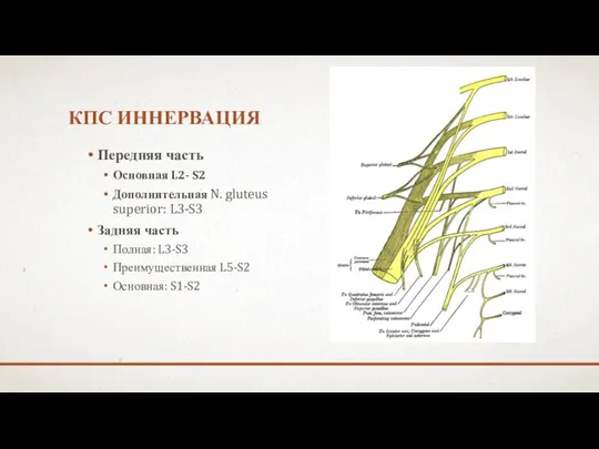 КПС ИННЕРВАЦИЯ Передняя часть Основная L2- S2 Дополнительная N. gluteus superior: L3-S3