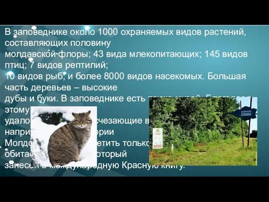 В заповеднике около 1000 охраняемых видов растений, составляющих половину молдавской флоры; 43