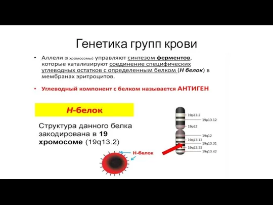 Генетика групп крови