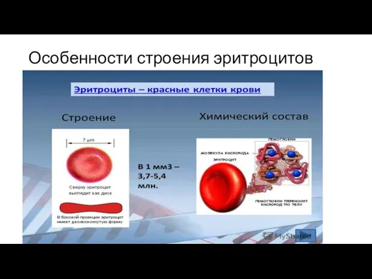 Особенности строения эритроцитов