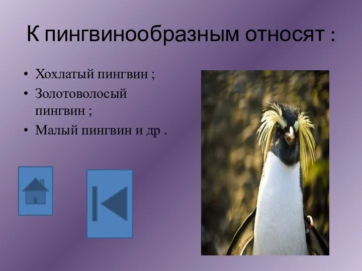 К пингвинообразным относят : Хохлатый пингвин ; Золотоволосый пингвин ; Малый пингвин и др .