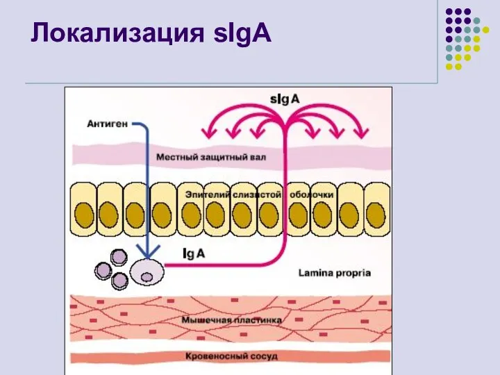 Локализация sIgA