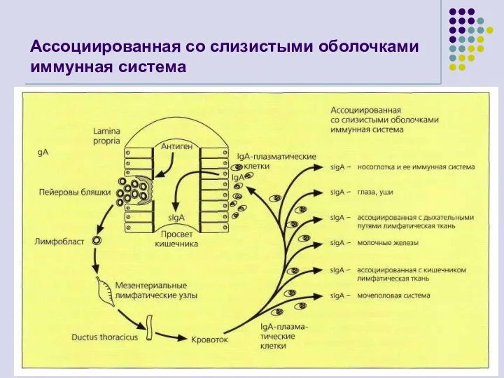 Ассоциированная со слизистыми оболочками иммунная система