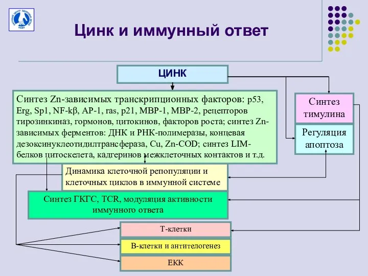 Цинк и иммунный ответ