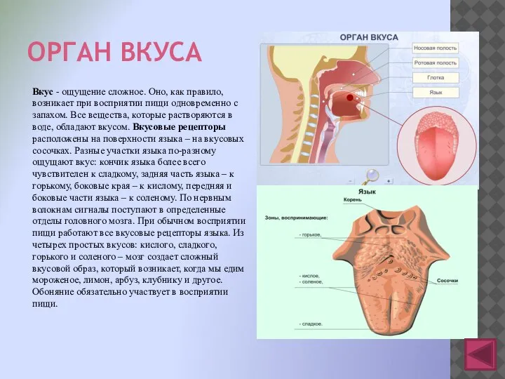 ОРГАН ВКУСА Вкус - ощущение сложное. Оно, как правило, возникает при восприятии