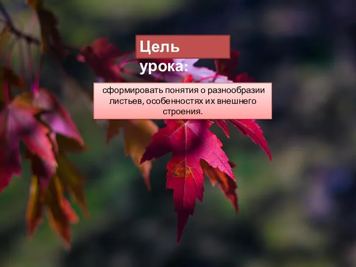 Цель урока: сформировать понятия о разнообразии листьев, особенностях их внешнего строения.