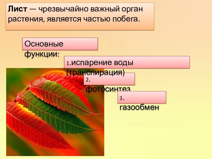 Лист — чрезвычайно важный орган растения, является частью побега. Основные функции: 2.фотосинтез 1.испарение воды (транспирация) 3.газообмен