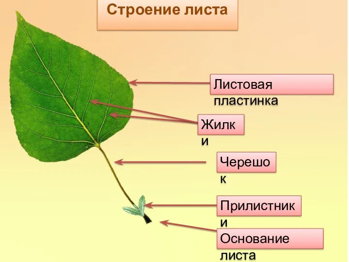 Строение листа Листовая пластинка Черешок Прилистники Основание листа Жилки