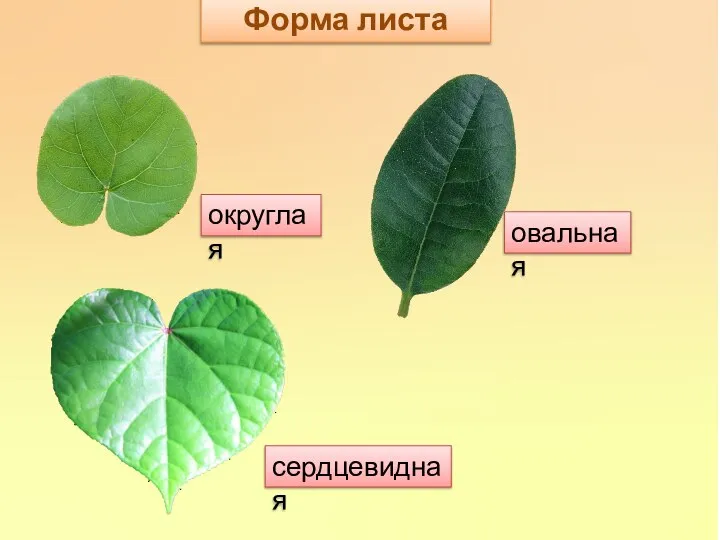 Форма листа округлая овальная сердцевидная