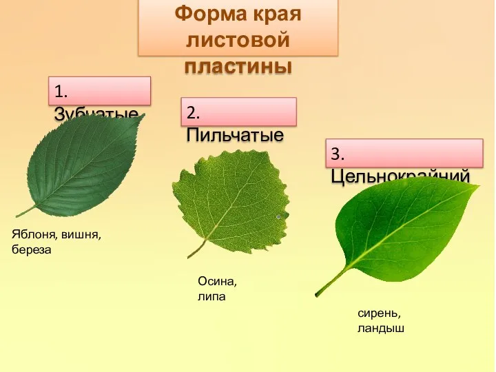 Форма края листовой пластины 1.Зубчатые Яблоня, вишня, береза 3.Цельнокрайний 2.Пильчатые Осина, липа сирень, ландыш