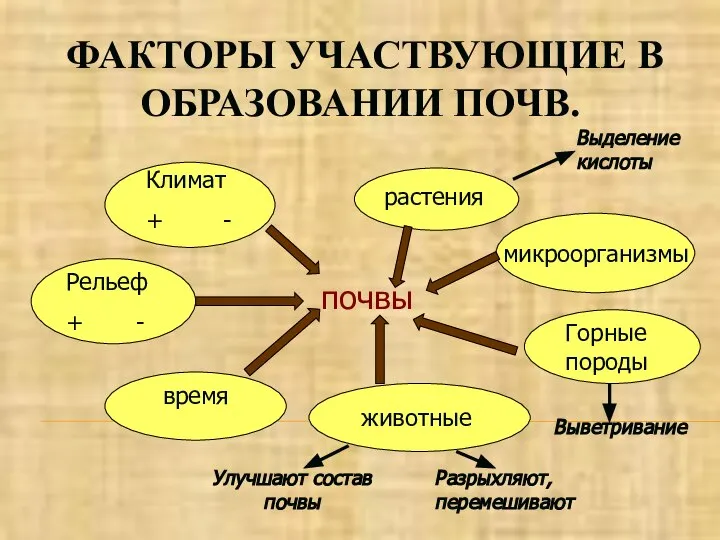 ФАКТОРЫ УЧАСТВУЮЩИЕ В ОБРАЗОВАНИИ ПОЧВ. почвы Климат + - растения Горные породы