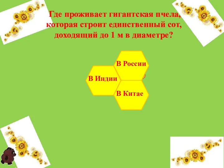 Где проживает гигантская пчела, которая строит единственный сот, доходящий до 1 м